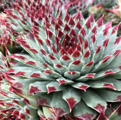 Saulrietenis 'Mint Marvel'